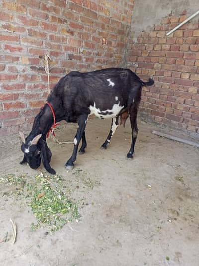 Goat for sell  03482908205