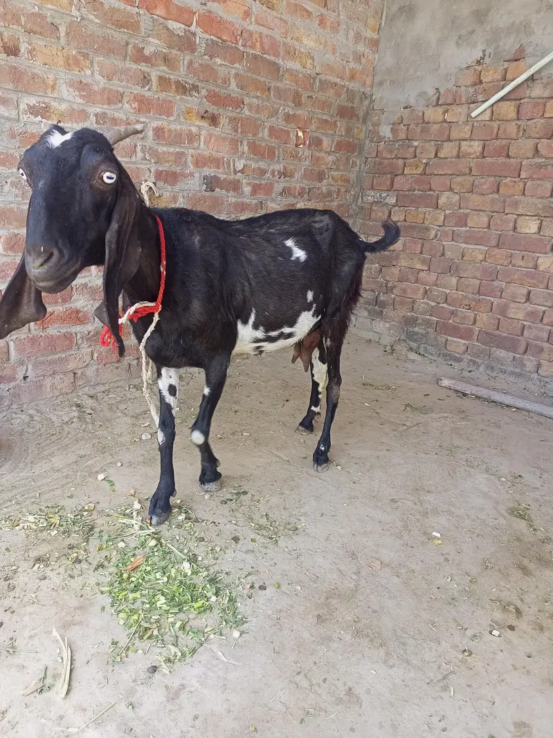 Goat for sell  03482908205 — photo 2
