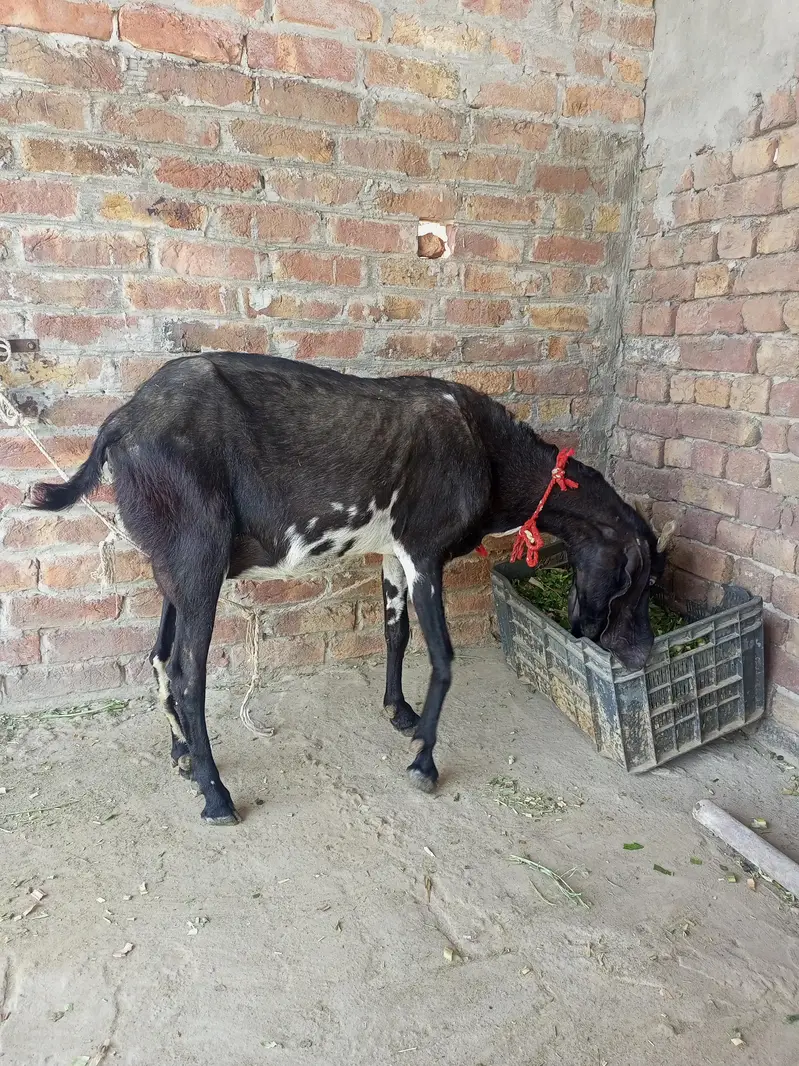 Goat for sell  03482908205 — photo 3