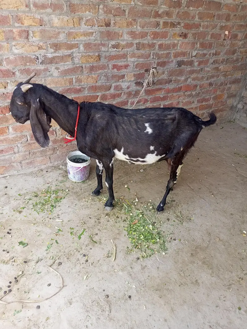 Goat for sell  03482908205 — photo 4
