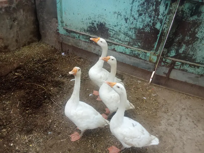 Ducks sell