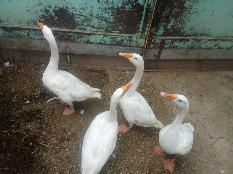 Ducks sell — photo 2