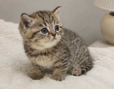 TABBY BRITISH SHORTHAIR FEMALE KITTEN
