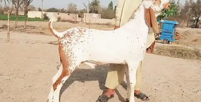 desi bakre for sale WhatsApp,,, 03299224671 — photo 2