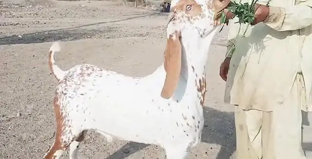 desi bakre for sale WhatsApp,,, 03299224671 — photo 3