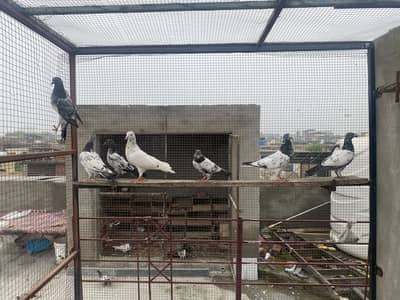 pegions