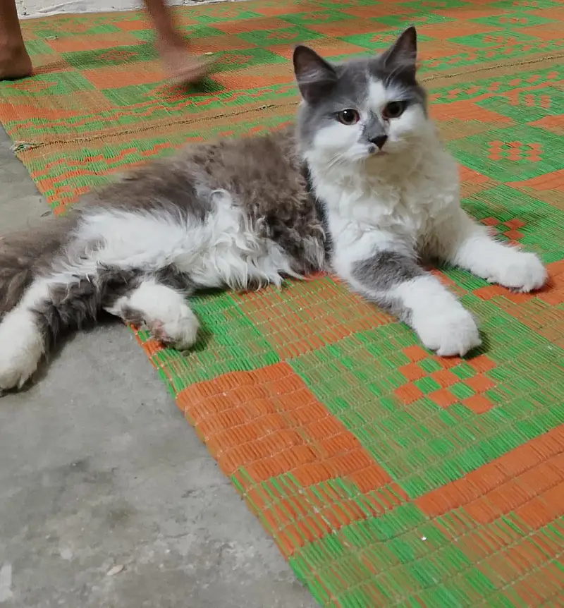 Ali Bhai — photo 2