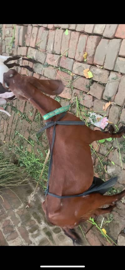 Beetal bakri for sale