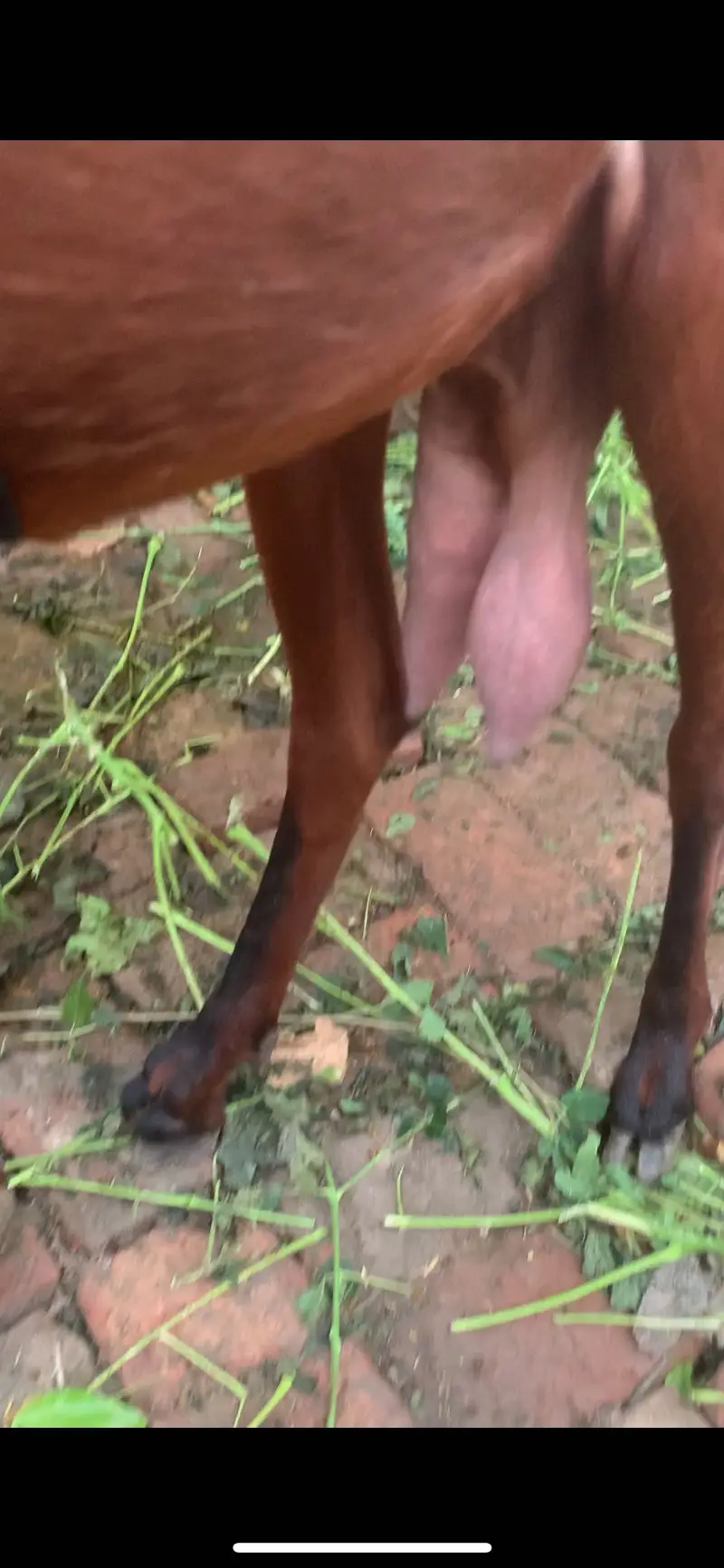 Beetal bakri for sale — photo 3