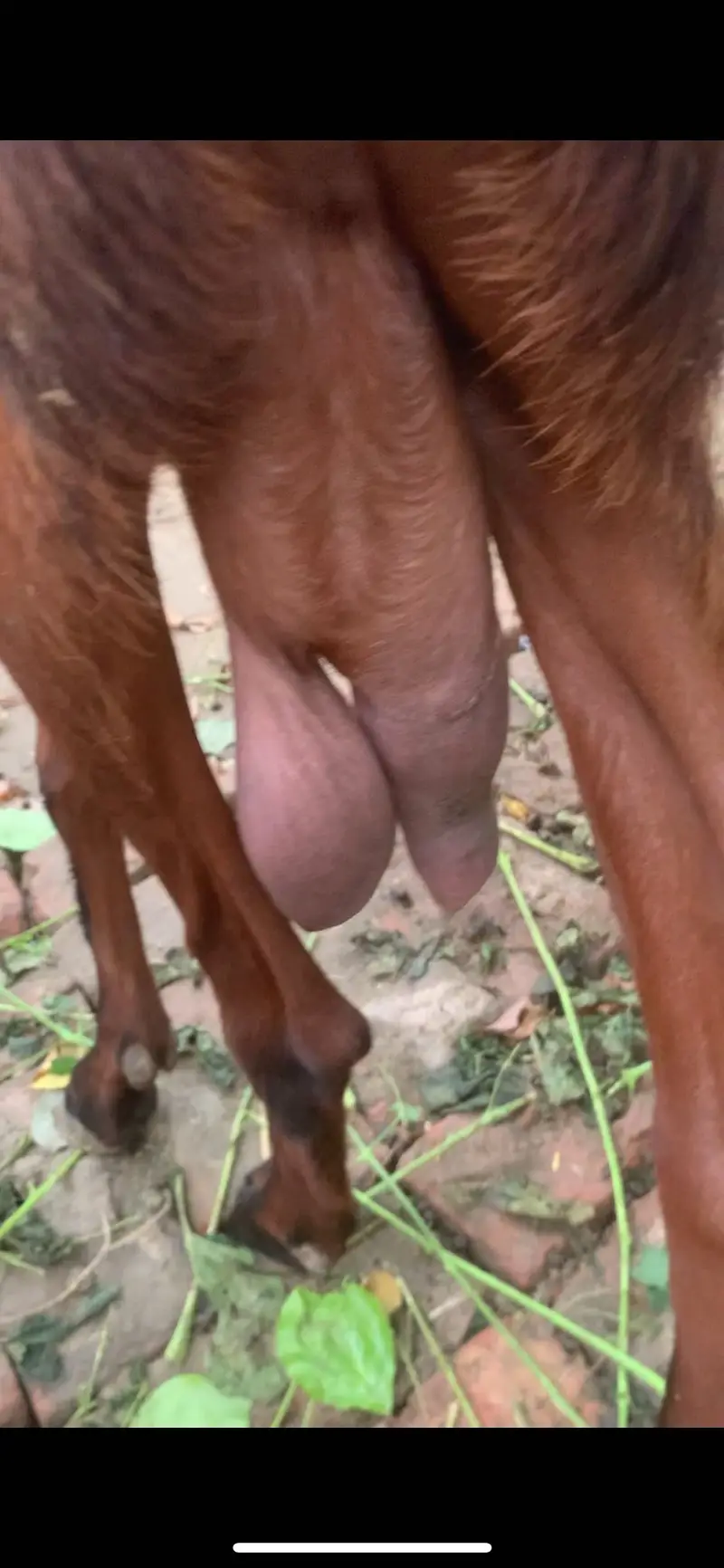 Beetal bakri for sale — photo 4