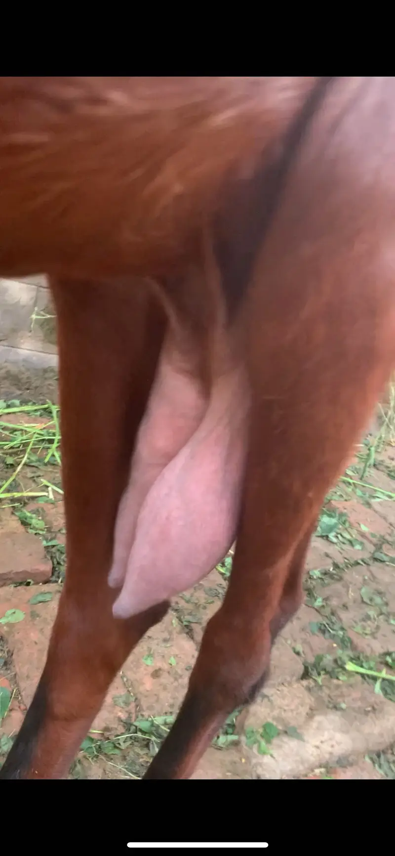 Beetal bakri for sale — photo 5