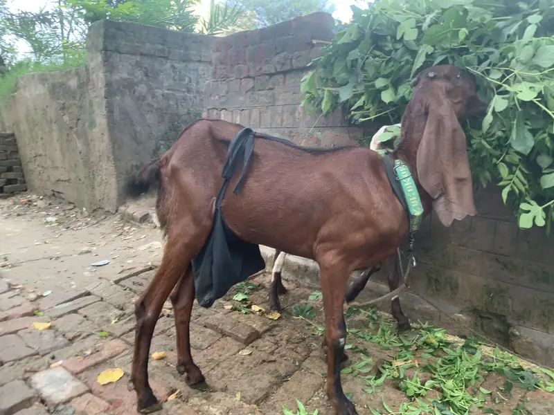 Beetal bakri for sale — photo 8