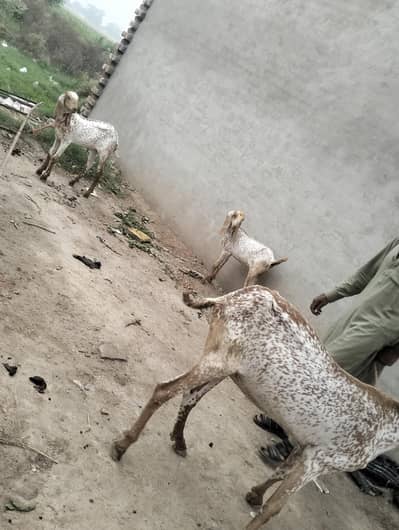 makhi chini bakri 2 bacho k sath pure bread