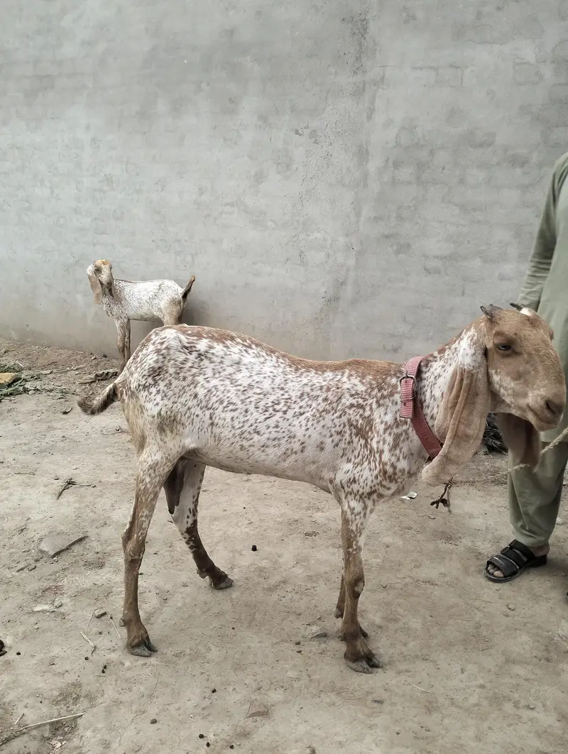 makhi chini bakri 2 bacho k sath pure bread — photo 2