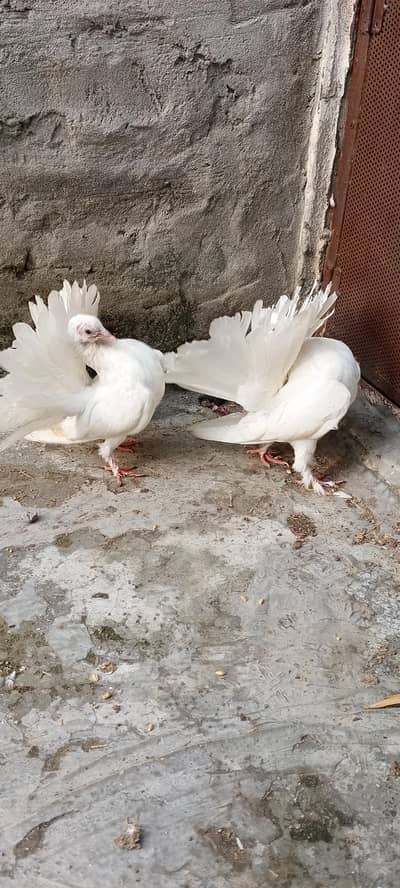 Lucky Kabootar For Sale – Healthy & Beautiful” 