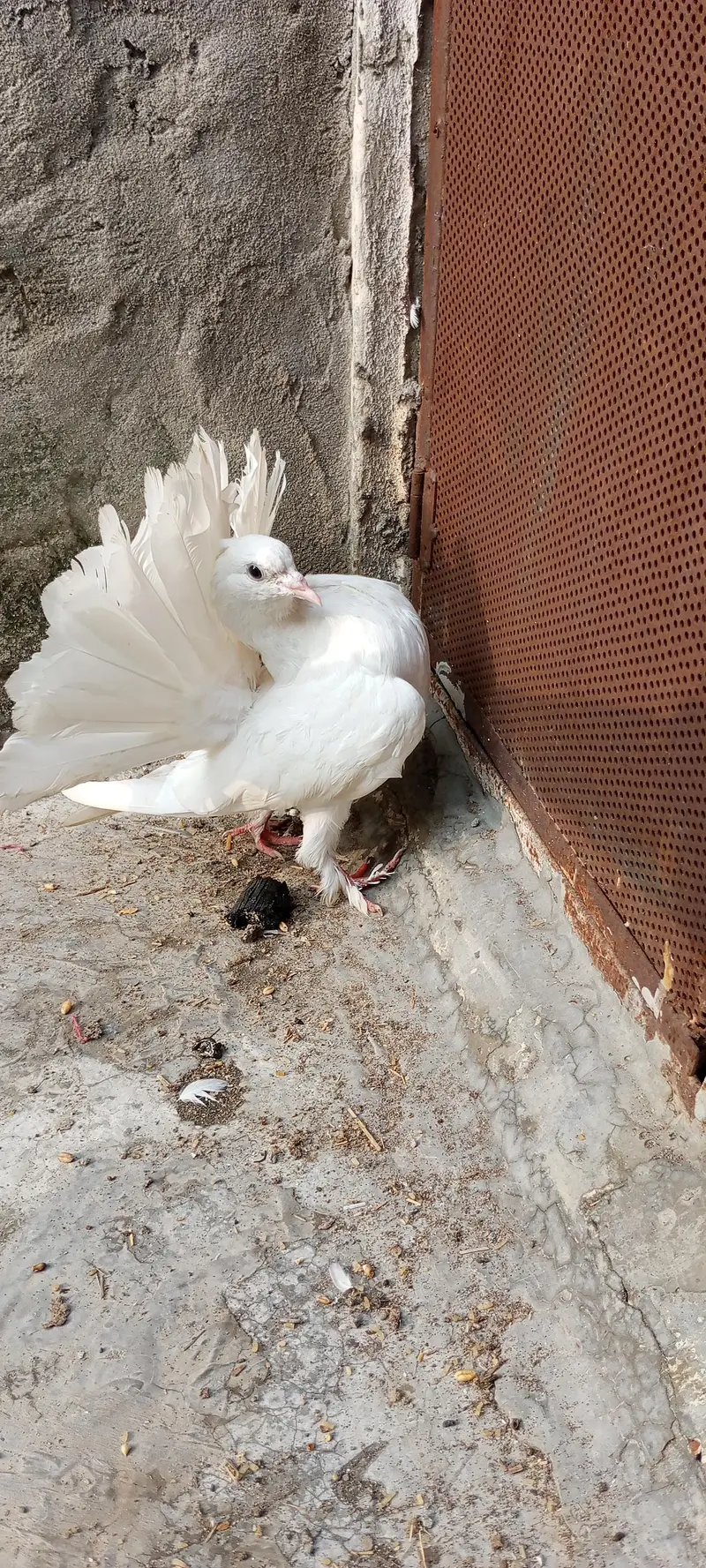 Lucky Kabootar For Sale – Healthy & Beautiful” — photo 2