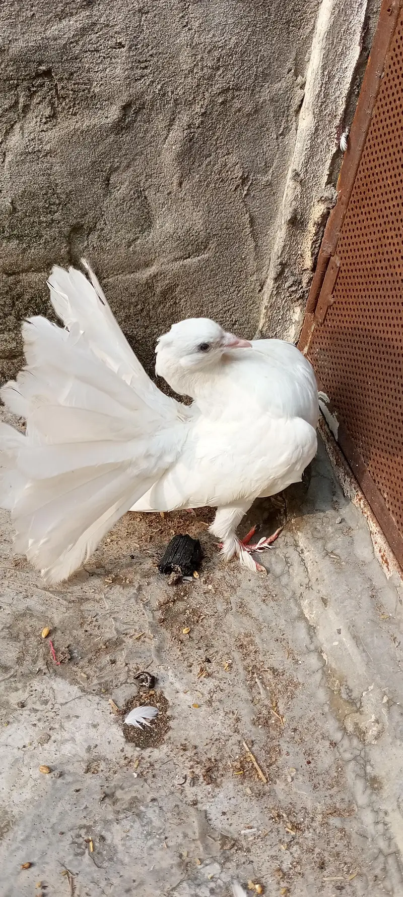Lucky Kabootar For Sale – Healthy & Beautiful” — photo 3