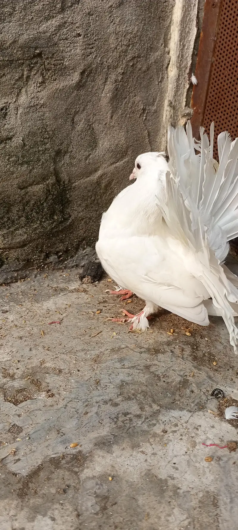 Lucky Kabootar For Sale – Healthy & Beautiful” — photo 4