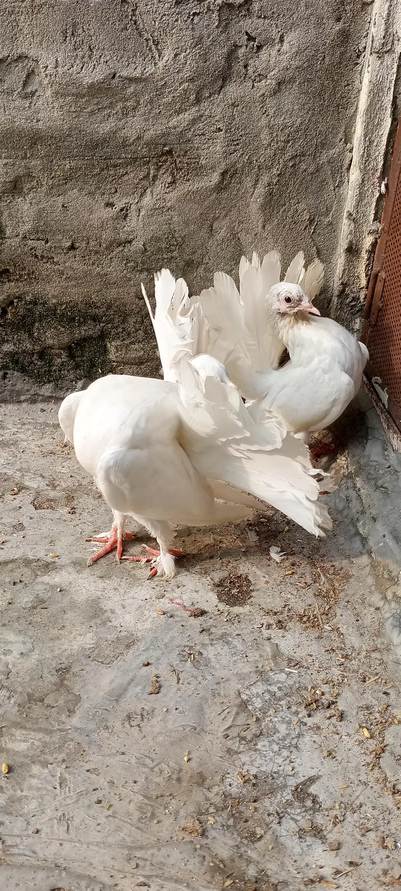 Lucky Kabootar For Sale – Healthy & Beautiful” — photo 5