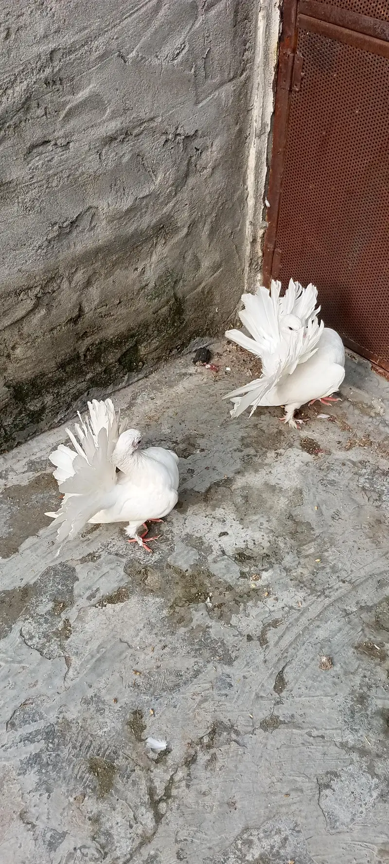 Lucky Kabootar For Sale – Healthy & Beautiful” — photo 6