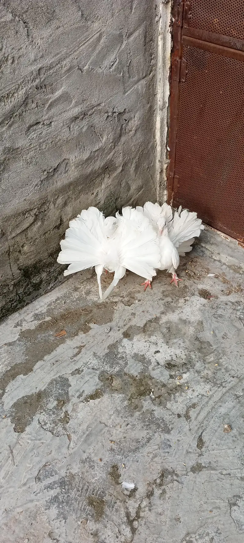 Lucky Kabootar For Sale – Healthy & Beautiful” — photo 7