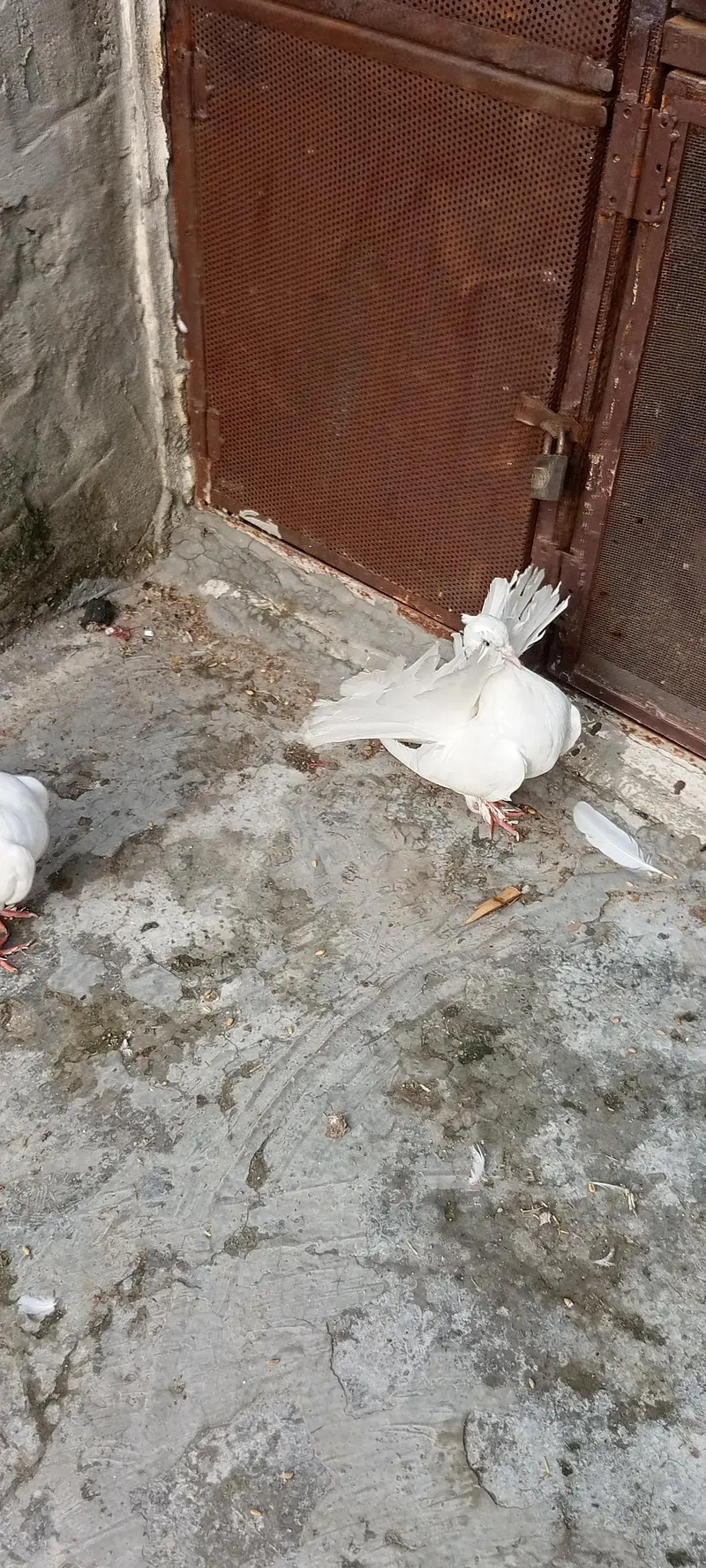 Lucky Kabootar For Sale – Healthy & Beautiful” — photo 8