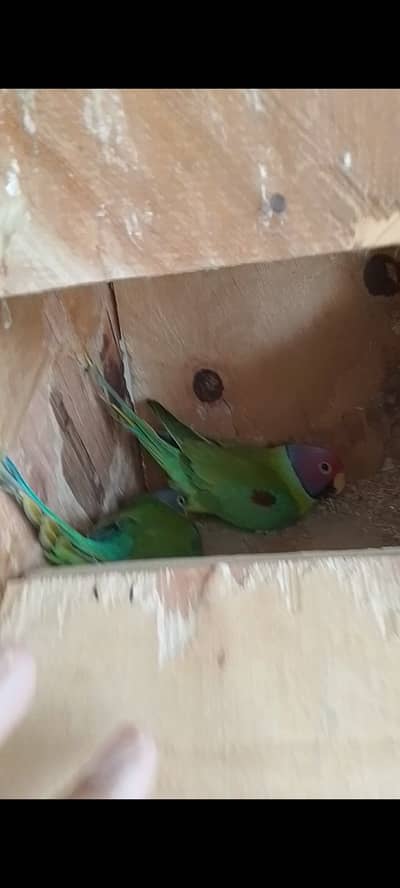 Plum Head Pair Sale