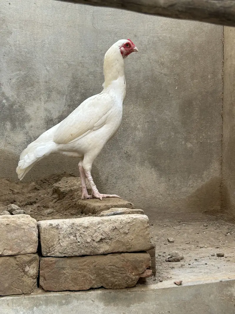 Aseel — photo 2