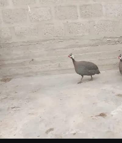 Hens for sale