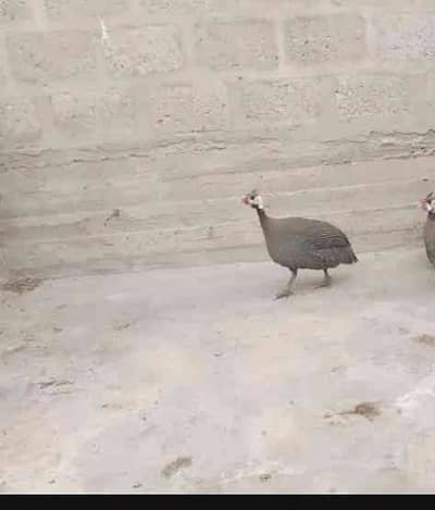  ubaid khan 10
