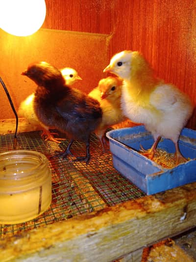 Misri Chicks  Aseel Cross Chick