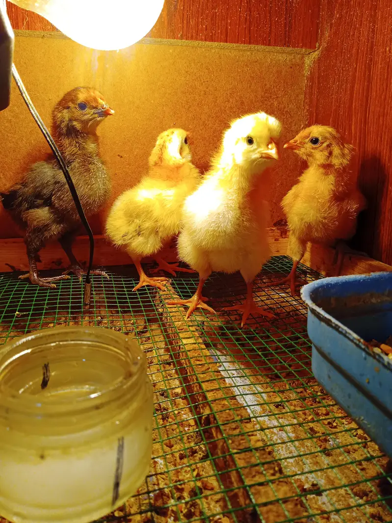 Misri Chicks  Aseel Cross Chick — photo 2