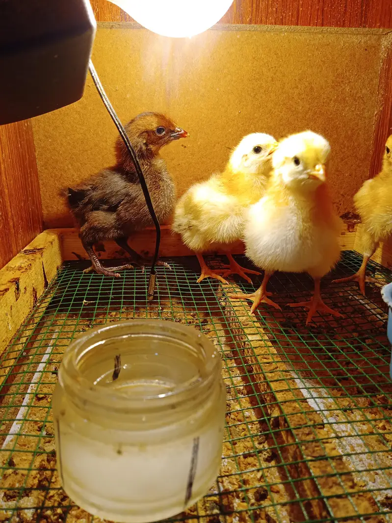 Misri Chicks  Aseel Cross Chick — photo 3