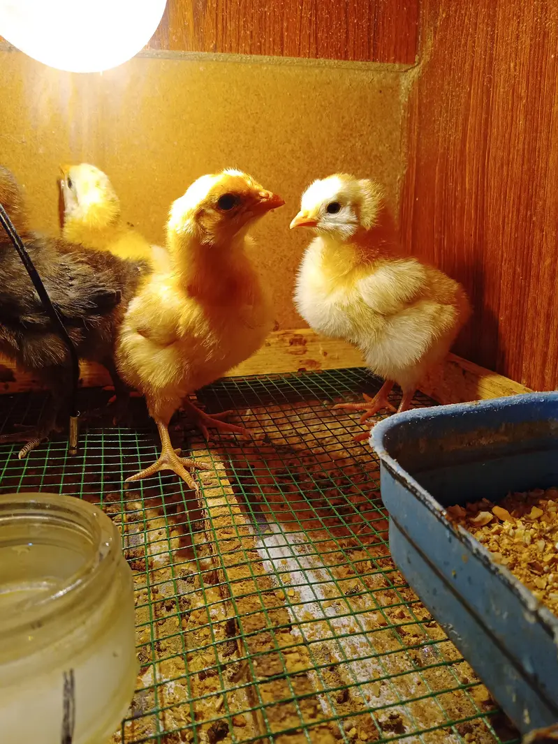 Misri Chicks  Aseel Cross Chick — photo 4