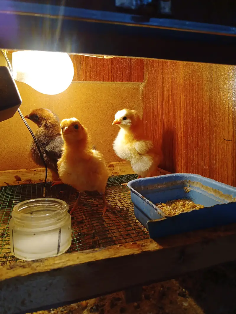 Misri Chicks  Aseel Cross Chick — photo 5