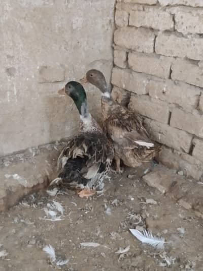 Desi Ducks Pair for sale.