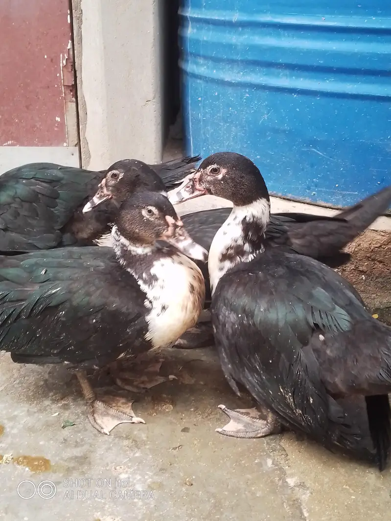 muscovy ducks available — photo 2