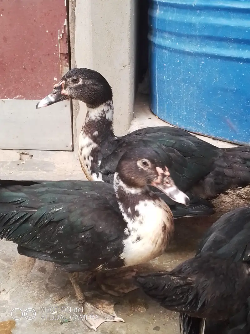 muscovy ducks available — photo 3