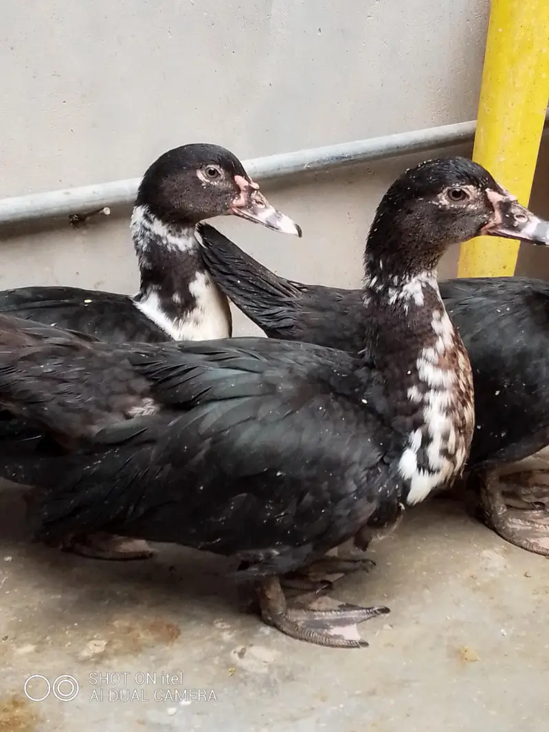muscovy ducks available — photo 4