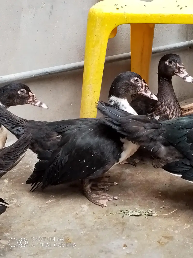 muscovy ducks available — photo 5