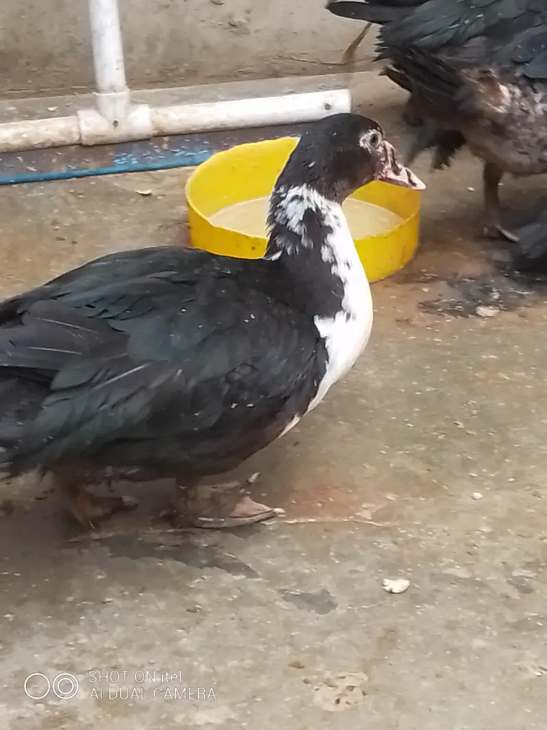 muscovy ducks available — photo 6
