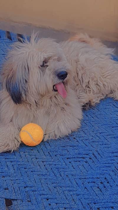 American poodles