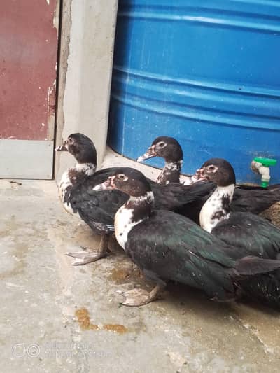 muscovy ducks available