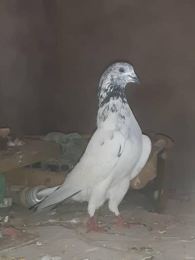 sialkoti breed male for sale.