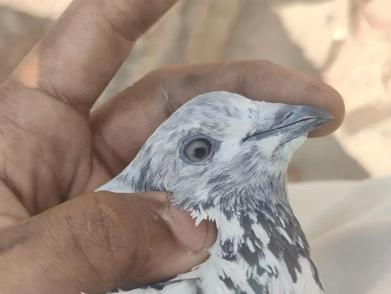 sialkoti breed male for sale. — photo 4
