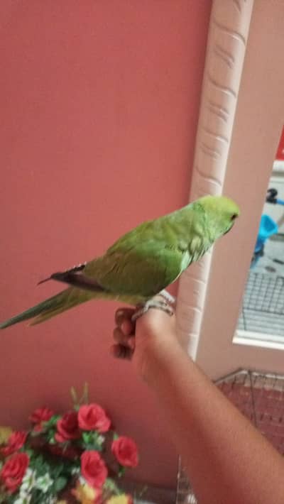 hand tame parrots