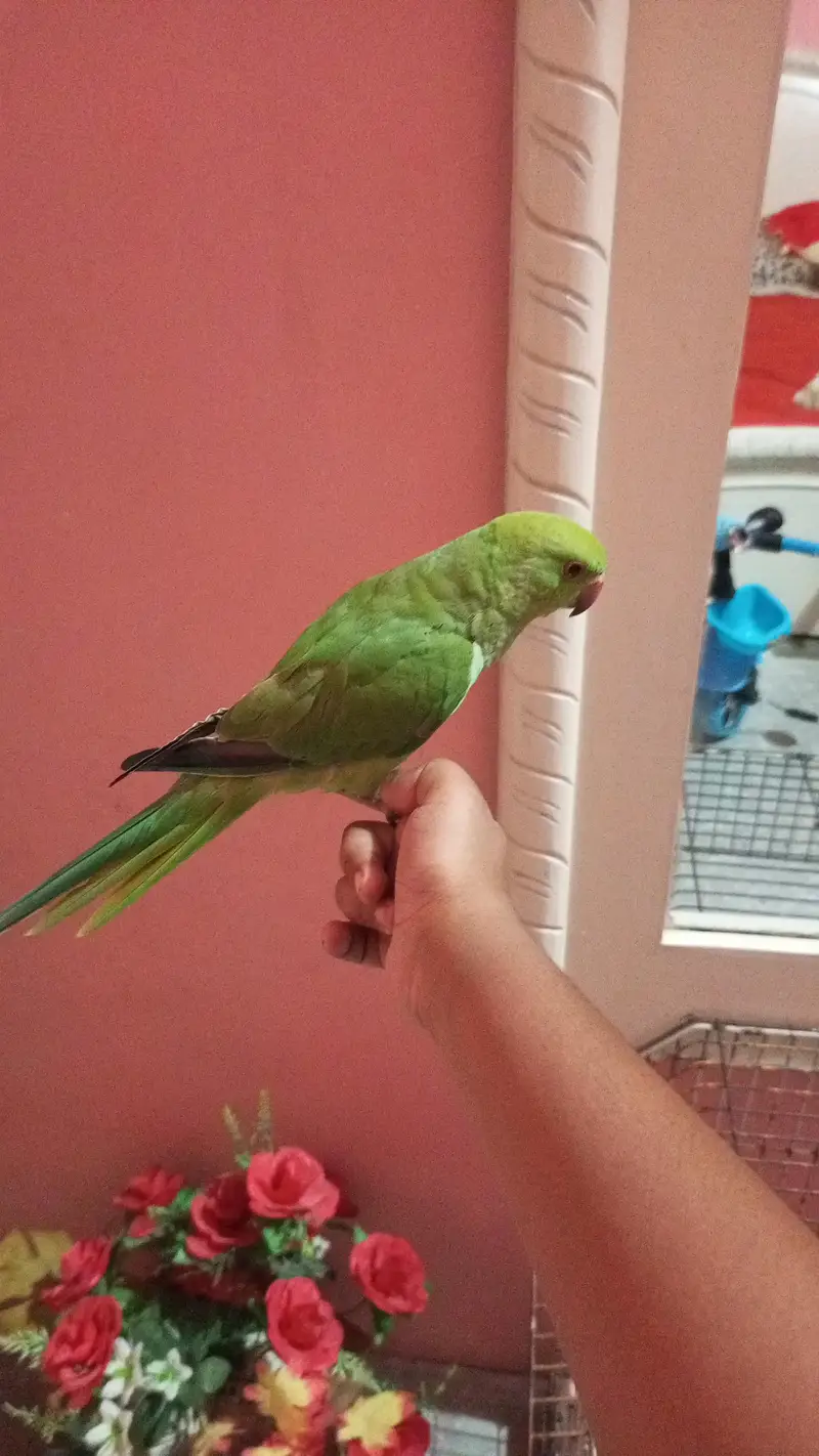 hand tame parrots — photo 2