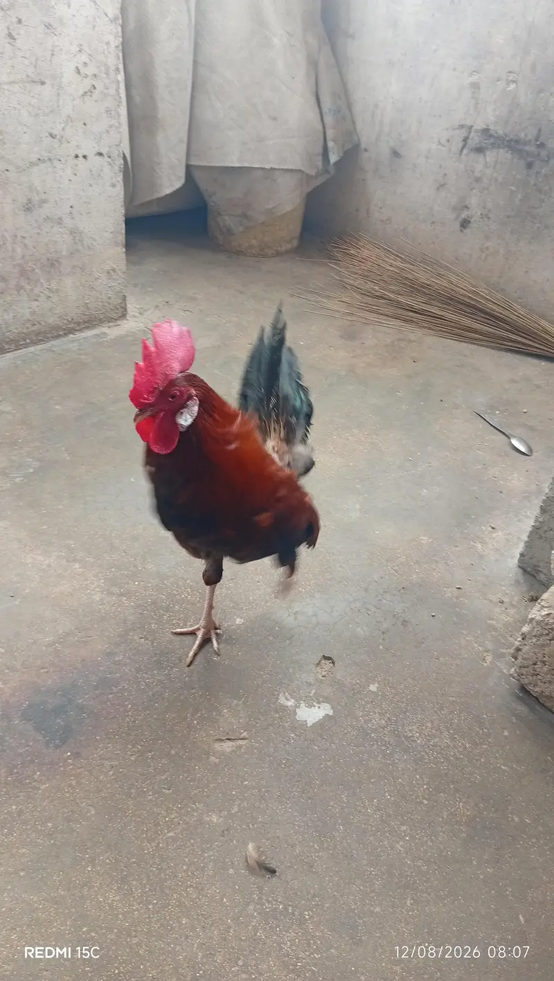 DESI MURGI PAIR — photo 3