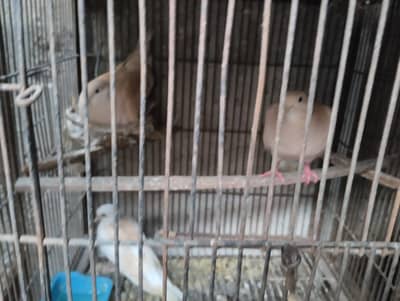 kumare for sale