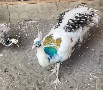 Silver Pied Peacock For Sale